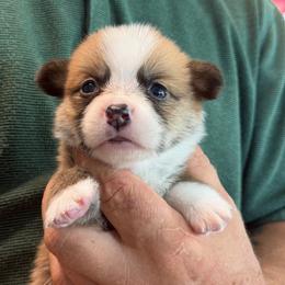 Isandro Algiz Gebo - Fawn male Pembroke Welsh Corgi puppy in Hallandalle, Florida from Algiz Gebo