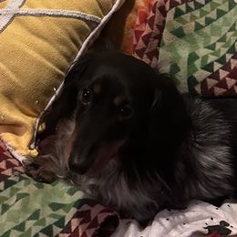 Ziggy - Dachshund