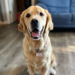 Lily - Golden Retriever