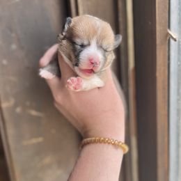Sable girl 1 - Sable and white female American Corgi puppy in Clinton, Tennessee from High Hopes Hounds