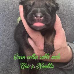 Green collar - Sable male German Shepherd puppy in Canterbury, Connecticut from Nachtwaechter German Shepherds, LLC