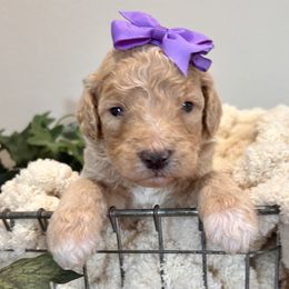 Beth - Cream female Goldendoodle puppy in Wyandotte, Oklahoma from Goldendoodles of NE OK