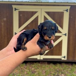 Cleo - Tri-color female Bernedoodle puppy in Greenville, Texas from Doodles of Promise