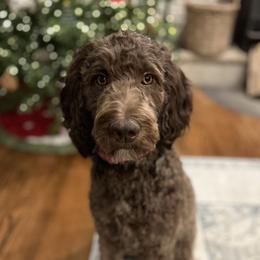 Ash - Goldendoodle