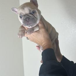 Girl 6 - French Bulldog puppy in Discovery Bay, California from Jk Frenchies