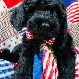 Goldendoodle Puppies from Magnolia Mini Goldendoodles