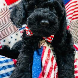 Goldendoodle Puppies from Magnolia Mini Goldendoodles