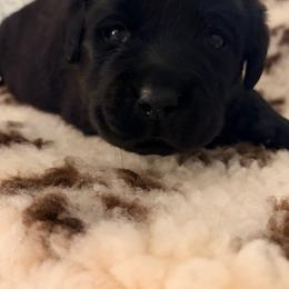 Polly Pocket - Black female Labrador Retriever puppy in Amherst, New Hampshire from Hopeville Labradors
