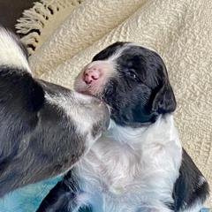 Bordoodle Puppies from Smarti Doodles