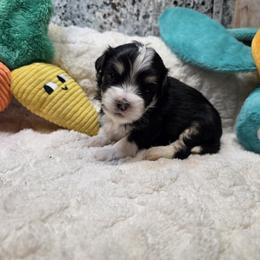 Boy 8 - Black and tan male Havanese puppy in Deer Park, Washington from Mt. Top Havanese