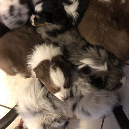 Miniature Australian Shepherd Puppies from Boulder Mini Aussies