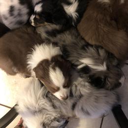 Miniature Australian Shepherd Puppies from Boulder Mini Aussies