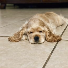 Boy 2 - Cocker Spaniel puppy in Brownsville, Texas from Carino's Cocker Kennel