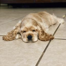 Boy 2 - Cocker Spaniel puppy in Brownsville, Texas from Carino's Cocker Kennel