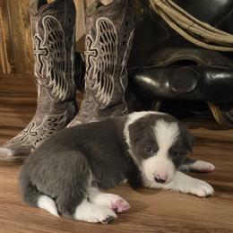 Border Collie puppies from Broken Spur Farm