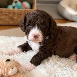 Puppy 1 - Brown and white male Aussiedoodle puppy in Albertville, Alabama from Home Sweet Home Doodles LLC