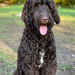 Australian Labradoodles from Forest Hill Labradoodles