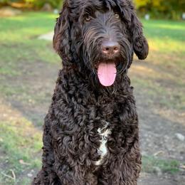 Australian Labradoodles from Forest Hill Labradoodles