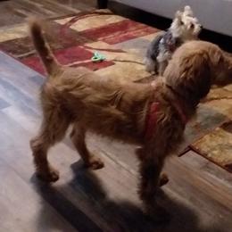 Goldendoodle and Poodle Puppies from Capens' oodles of doodles,poodles and poo's