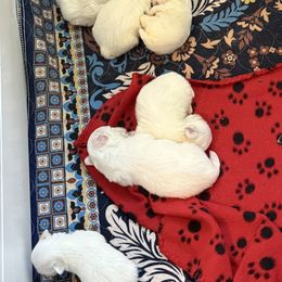 Maltese and Maltipoo Puppies from Julie Tremblay