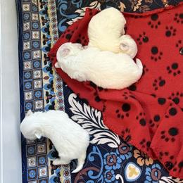 Maltese and Maltipoo Puppies from Julie Tremblay