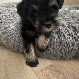 Miniature Schnauzer Puppies from Bellas Schnauzers