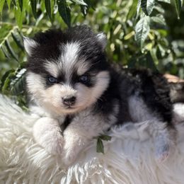 Colt - Black and white male Pomsky puppy in San Bernardino County And Serving Los Angeles County, California from Legendary Pomskies