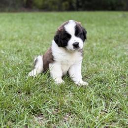 Saint Bernard Puppies from Magnolia Saint Bernards