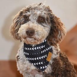 Koda - Poodle