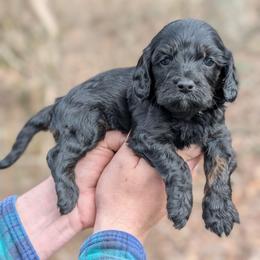Peep - Black and tan male Cavapoo puppy in Coshocton, Ohio from Forever Family Puppies