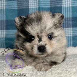HOLD AKC PUGSLEY - Blue merle male Pomeranian puppy in Watkins Glen, New York from Wicked Spirits Pomeranians