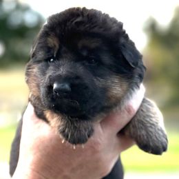 Male - Black and red male German Shepherd puppy in Winchester, Kentucky from Drache Feld