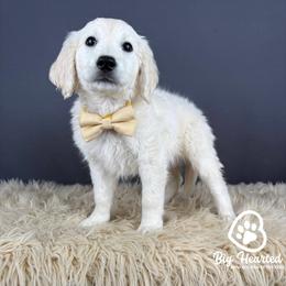 Luigi - White male Companion Cross puppy in Utah County, Utah from Big Hearted Breeders