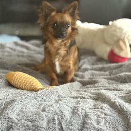 Ruby - Chihuahua