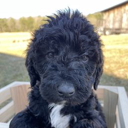 Labradoodle Puppies from Ross Farm Doodles