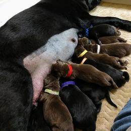 Labrador Retriever Puppies from Balewater Labradors