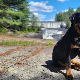 American Bully and Rottweiler All Grown Up from White's K9 Connection