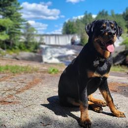 American Bully and Rottweiler All Grown Up from White's K9 Connection