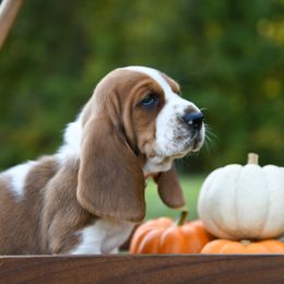 Basset Hound Puppies from K&B Farms & Bassets