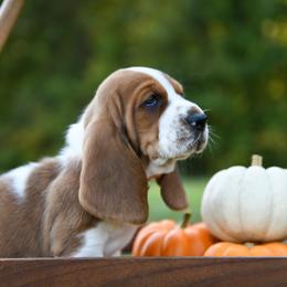 Basset Hound Puppies from K&B Farms & Bassets