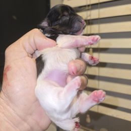 Twix - Parti male Yorkshire Terrier puppy in Yucca Valley, California from Deborah Punjak's Yorkshire Terriers