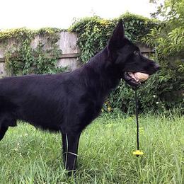 Yuri - German Shepherd