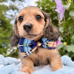 Dark Roast - Cream male Dachshund puppy in Coldwater, Mississippi from Under the Stars Minis