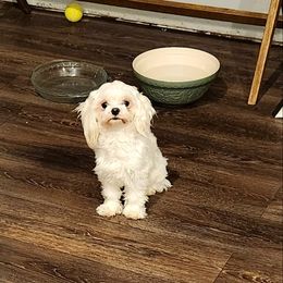 Arthur - Maltese