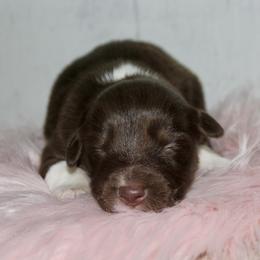 Lala-1500 - Red tri-color female Australian Shepherd puppy in Star City, Arkansas from Circle P Farm Australian Shepherds