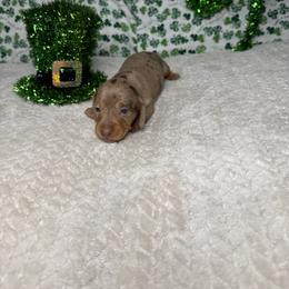 Hazel - Dapple female Dachshund puppy in Blackfoot, Idaho from 208 Weenies