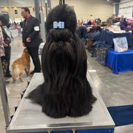 Gina - Shih Tzu