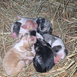 Male 2 - Blue merle male Aussiedoodle puppy in Mouth Of Wilson, Virginia from Holly Ridge Aussies, Aussiedoodles & Corgis