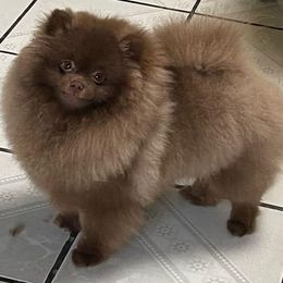 Pomeranians from Nava Pomeraninans