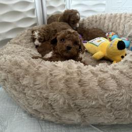Poodle Puppies from Poodles 4 Life